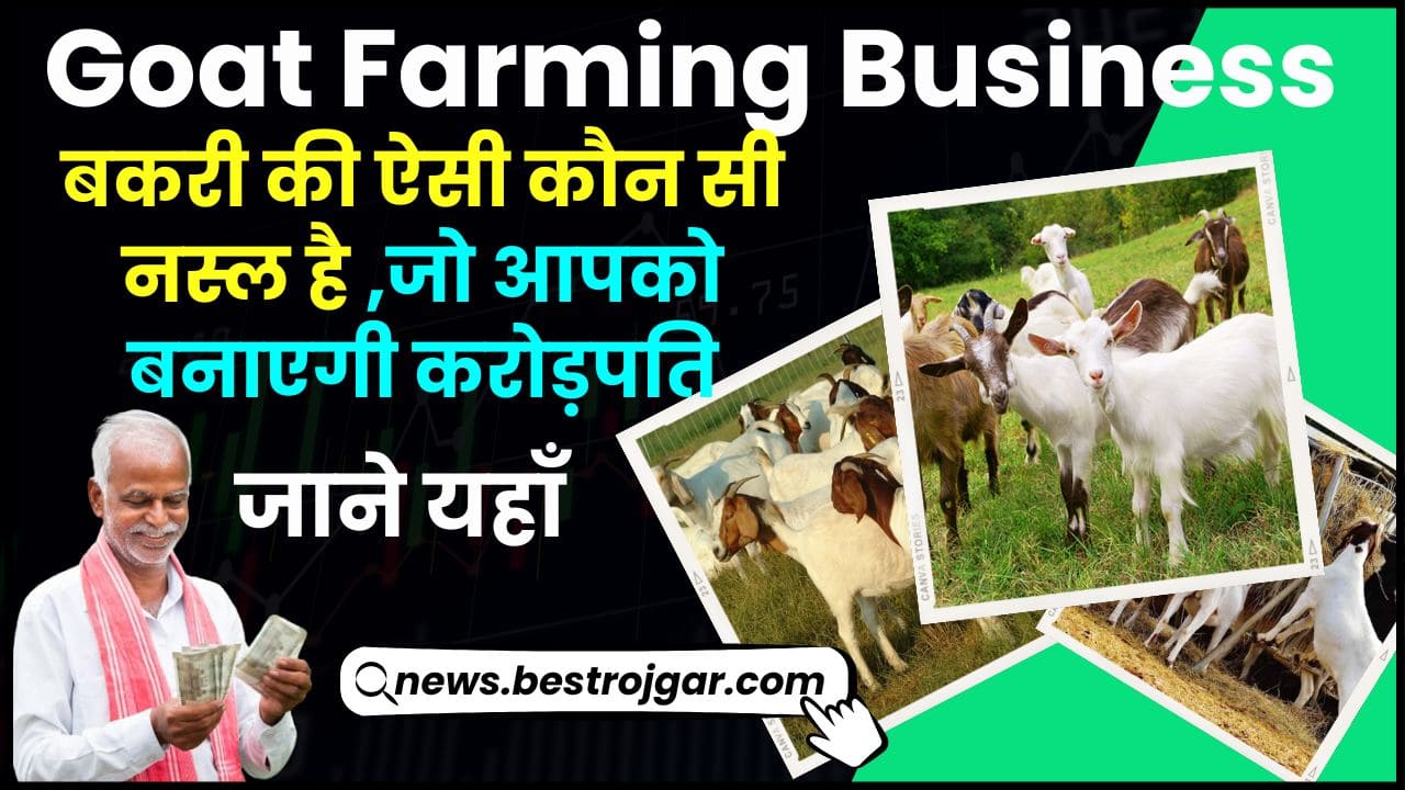 Goat Farming Business